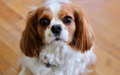 Cavalier King Charles